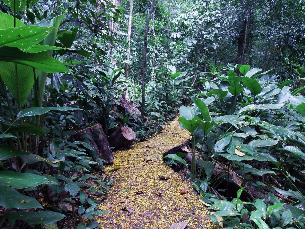 Selva Color - Forest & Beach Ecolodge Quebrada Ganado Exterior foto
